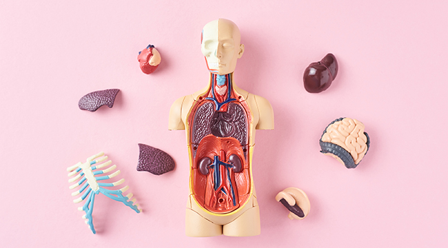 Human Physiology and Pathophysiology HPP17