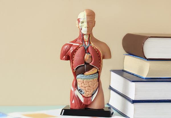 Anatomia człowieka antomia15